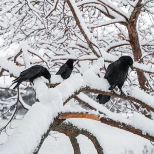 charley-crows