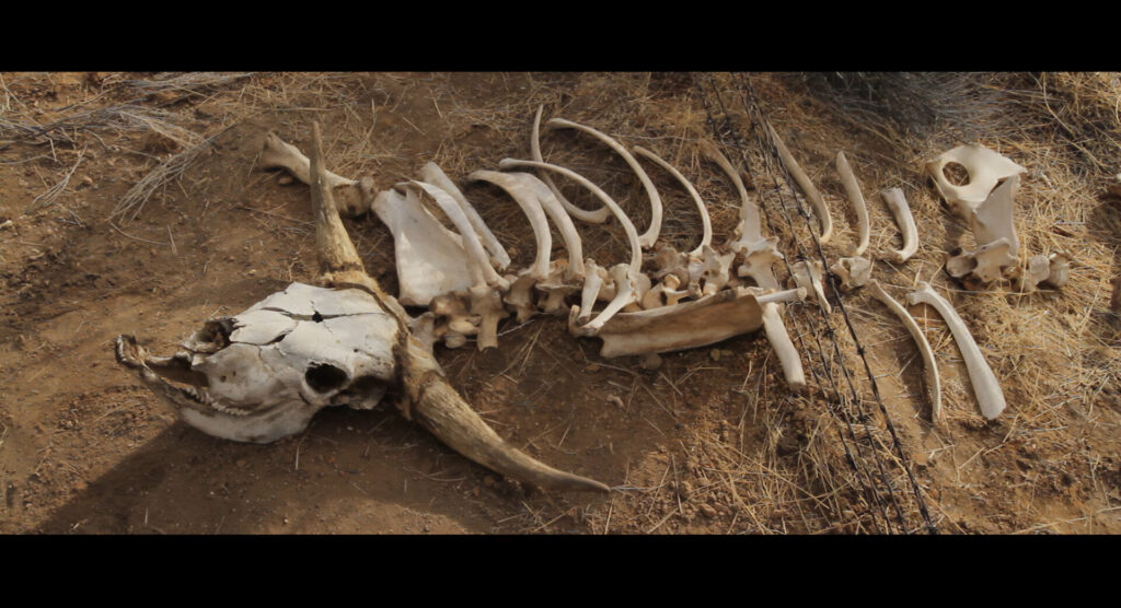 Bones on ground