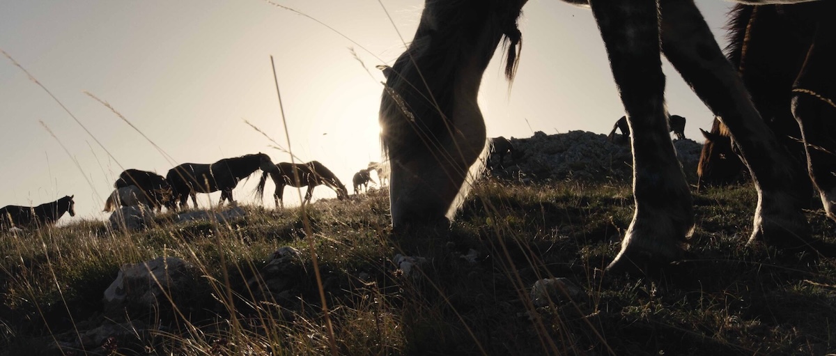 Image of close up of horse with other horses outside.