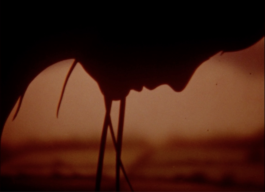 Image of shadow of a person's face.